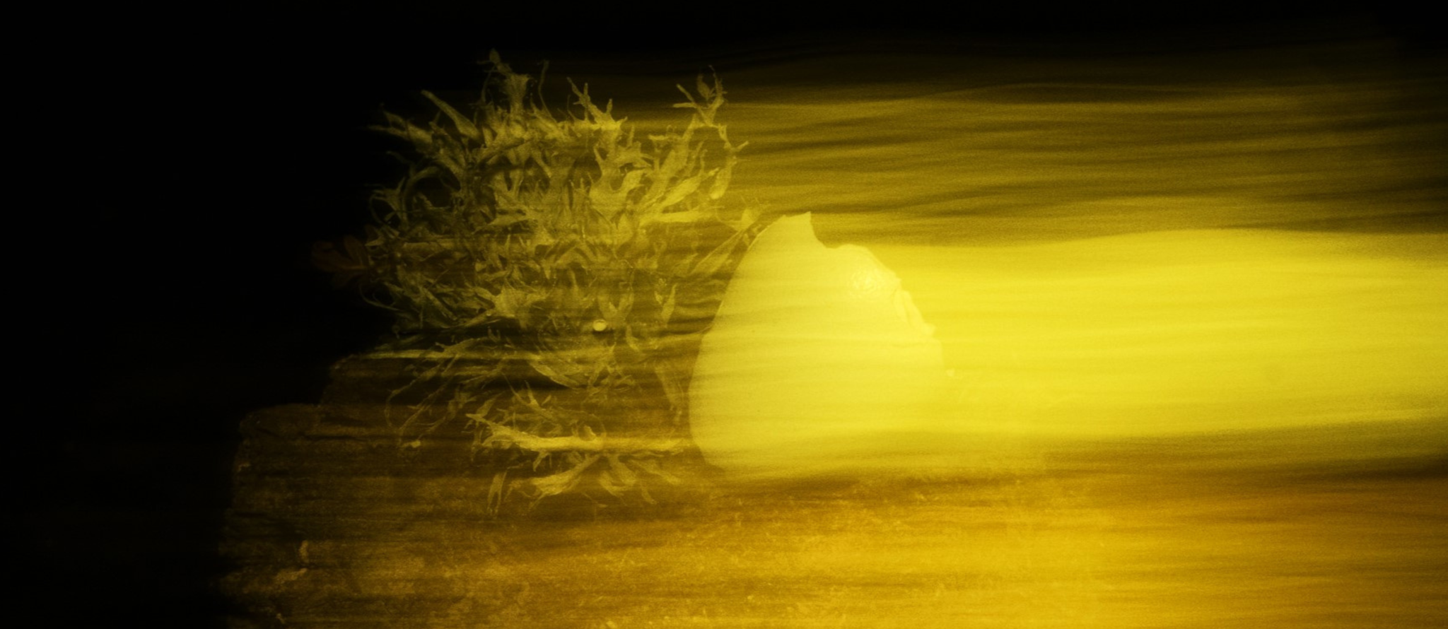 I Found it in the Forest